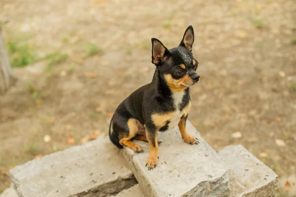 Pet dog walks on the street. Chihuahua dog for a walk. Chihuahua black, brown and white. Puppy on a walk. Dog in the garden or in the park. Well groomed dog Chihuahua mini smooth haired. Dog portrait