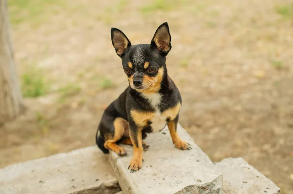 Kiskutya Sétál Utcán Chihuahua Kutya Sétálni Chihuahua Fekete Barna Fehér — Stock Fotó