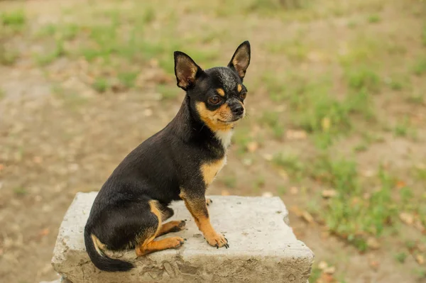 ペット犬が通りを歩いている 散歩のChihuahua犬 Chihuahua黒 茶色と白 散歩中の子犬 庭や公園で犬 よく手入れされた犬Chihuahuaミニ滑らかな髪 犬の肖像 — ストック写真