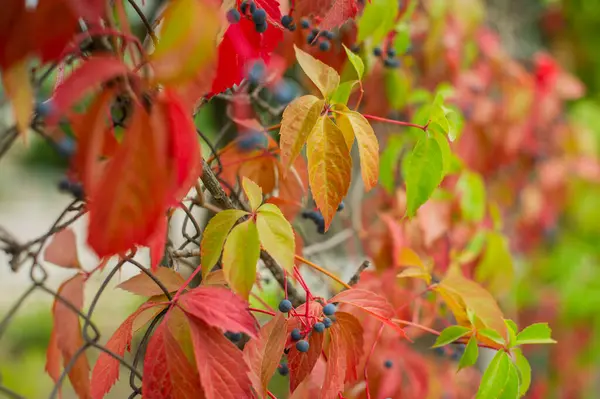 Uvas Wild Autumn Piltained Fence Wingrad Selvagem Parte Outono Outono — Fotografia de Stock