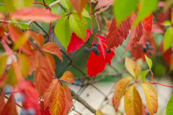 Uvas Wild Autumn Piltained Fence Wingrad Selvagem Parte Outono Outono — Fotografia de Stock