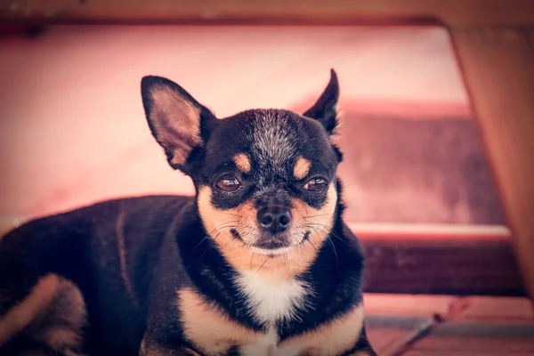 Aranyos Kutya Chihuahua Fekszik Ház Közelében Chihuahua Hazudik Chihuahua Fekete — Stock Fotó