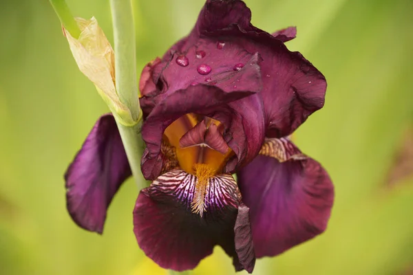 Hermoso Iris Flores Sobre Fondo Verde Borroso Primavera Color Púrpura — Foto de Stock