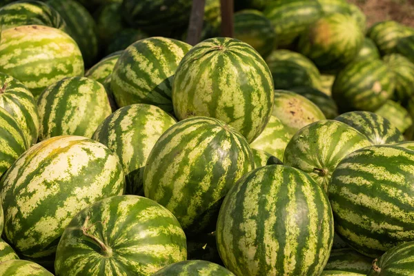 Hromada Melounů Hromada Melounů Farmářském Trhu Sezónní Vitamíny — Stock fotografie