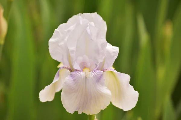 Schöne Blume Iris Auf Einem Verschwommenen Grünen Hintergrund Frühling Purpurfarbene — Stockfoto