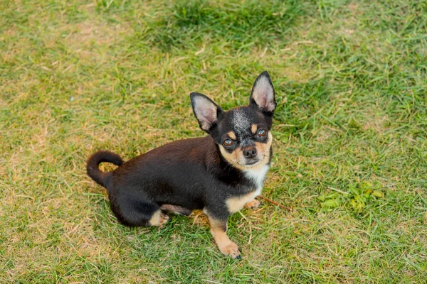 Egy Fekete Barna Fajtatiszta Chihuahua Kutyakölyök Áll Szabadban Bámul Kutya — Stock Fotó