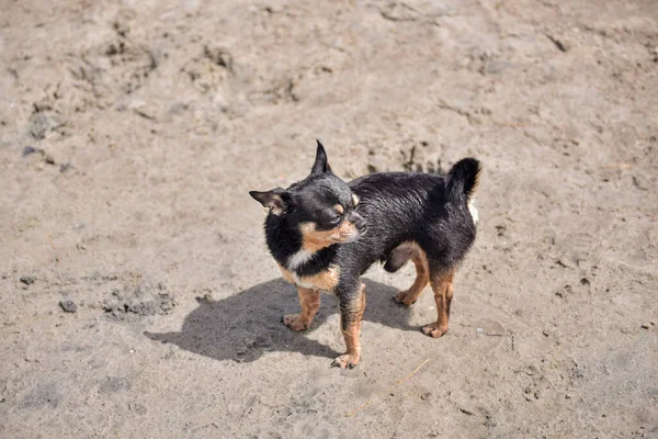 奇瓦瓦犬在沙滩上 可爱的黑色吉娃娃小狗 奇瓦瓦狗在海里 — 图库照片