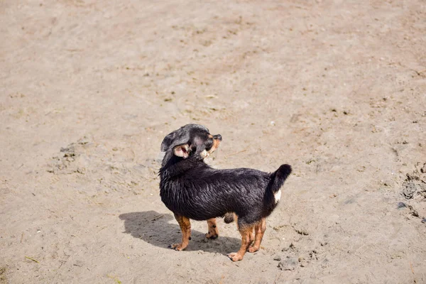 Chihuahua dog in the summer on the sand. Cute black chihuahua puppy. Chihuahua dog at the sea