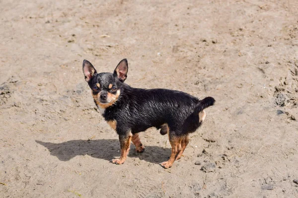 砂の上に夏にChihuahua犬 かわいい黒Chihuahua子犬 海でChihuahua犬 — ストック写真