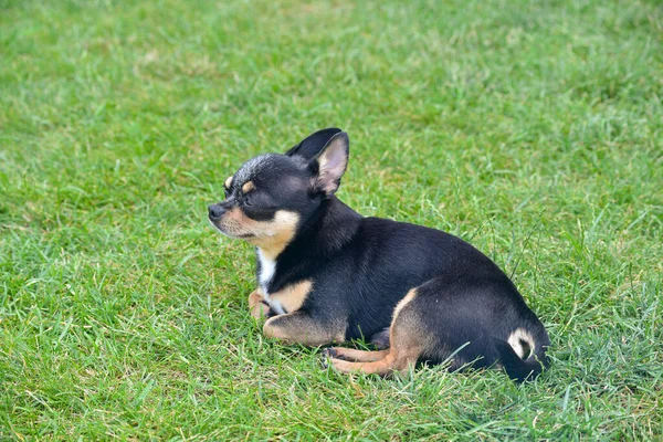 Chihuahua Dog Βρίσκεται Στο Γρασίδι Μικρό Σκυλί Τσιουάουα Φόντο Χόρτου — Φωτογραφία Αρχείου