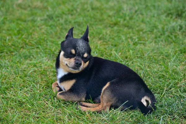 Chihuahua Dog Βρίσκεται Στο Γρασίδι Μικρό Σκυλί Τσιουάουα Φόντο Χόρτου — Φωτογραφία Αρχείου