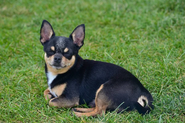 Chihuahua Hund Liegt Auf Gras Kleiner Hund Chihuahua Auf Einem — Stockfoto
