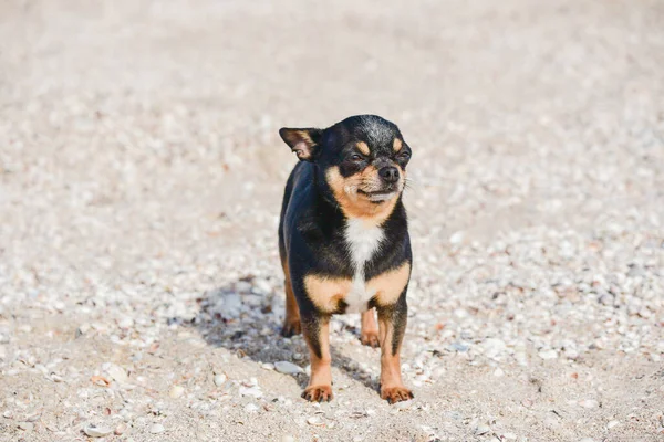 funny chihuahua dog posing on a beach. Chihuahua at sea. small dog Chihuahua walking along the beach by the sea.