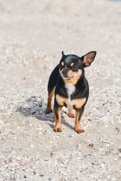 funny chihuahua dog posing on a beach. Chihuahua at sea. small dog Chihuahua walking along the beach by the sea.