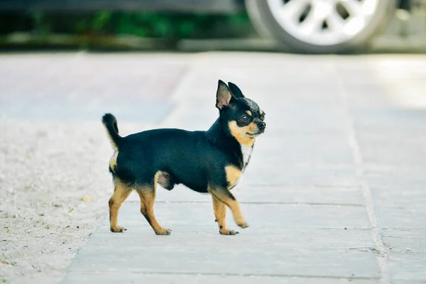 Perro Mascota Pasea Por Calle Chihuahua Perro Dar Paseo Chihuahua —  Fotos de Stock