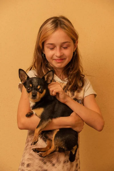 Adorabilă Fetiță Care Ține Catelul Chihuahua Picioare Fată Care Ţine — Fotografie, imagine de stoc