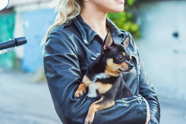 Woman and dog. Man and animal. Woman in a leather jacket with a dog in her arms. Pet dog