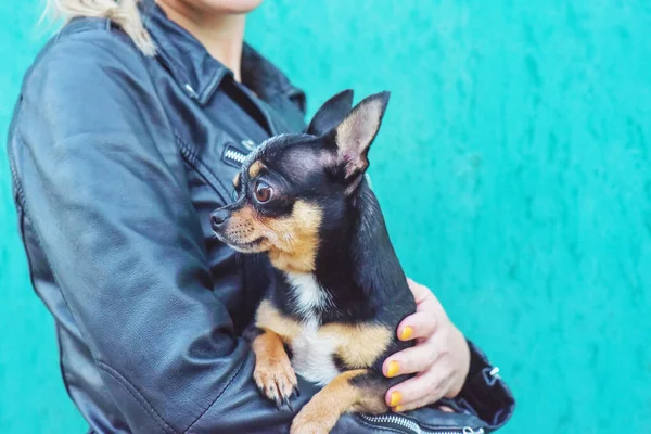 Woman Dog Man Animal Woman Leather Jacket Dog Her Arms — Stock Photo, Image