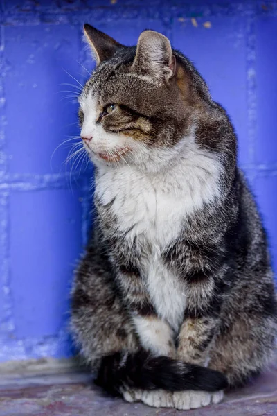 A white spotted street cat. Cat, walk, street. White-gray cat on the street.