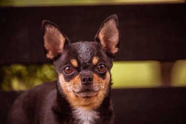 Evcil köpek Chihuahua sokakta yürüyor. Chihuahua köpeği yürüyüşe çıktı. Chihuahua siyah, kahverengi ve beyaz. Sabahın köründe yürüyüşe çıkmış şirin bir köpek yavrusu. Sonbaharda köpek bahçede ya da parkta yürür.