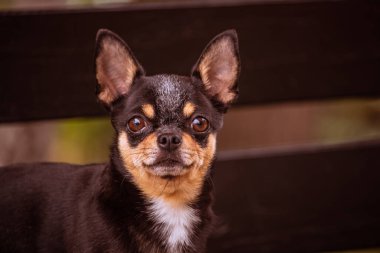 Evcil köpek Chihuahua sokakta yürüyor. Chihuahua köpeği yürüyüşe çıktı. Chihuahua siyah, kahverengi ve beyaz. Sabahın köründe yürüyüşe çıkmış şirin bir köpek yavrusu. Sonbaharda köpek bahçede ya da parkta yürür.