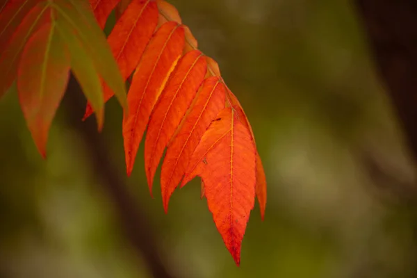 Gałąź Drzew Jesiennymi Liśćmi Jesienne Tło Żółte Pomarańczowe Jesienne Drzewa — Zdjęcie stockowe