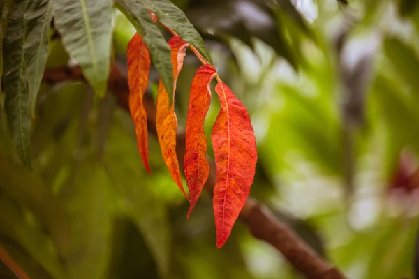 Ast Mit Herbstblättern Herbst Hintergrund Gelborange Herbstbäume — Stockfoto