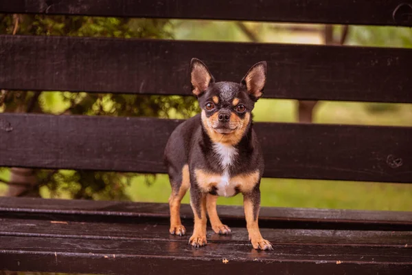 ペット犬Chihuahua通りを歩く 散歩のChihuahua犬 Chihuahua黒 茶色と白 散歩中の早朝にかわいい子犬 秋の犬は庭や公園を歩く — ストック写真