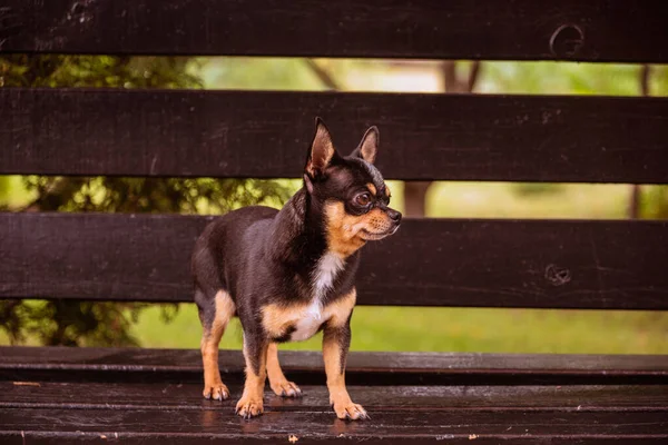 Cão Estimação Chihuahua Caminha Rua Chihuahua Cão Para Uma Caminhada — Fotografia de Stock