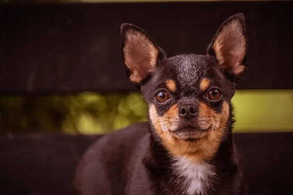 Chien Chihuahua Marche Dans Rue Chihuahua Chien Pour Une Promenade — Photo