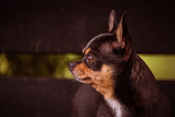ペット犬Chihuahua通りを歩く 散歩のChihuahua犬 Chihuahua黒 茶色と白 散歩中の早朝にかわいい子犬 秋の犬は庭や公園を歩く — ストック写真