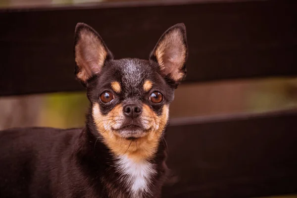 ペット犬Chihuahua通りを歩く 散歩のChihuahua犬 Chihuahua黒 茶色と白 散歩中の早朝にかわいい子犬 秋の犬は庭や公園を歩く — ストック写真