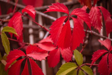 Sonbahar yapraklı ağaç dalı. Sonbahar arkaplanı. Sarı turuncu sonbahar ağaçları