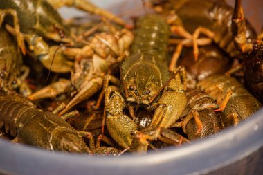 Kovadaki kerevit. Yeşil kerevit haşlanmamış. Kerevit