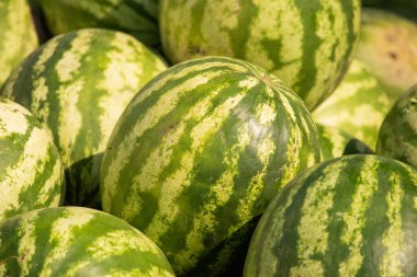 Karpuz yığını. Çiftçi pazarında bir yığın karpuz. Mevsimlik vitaminler