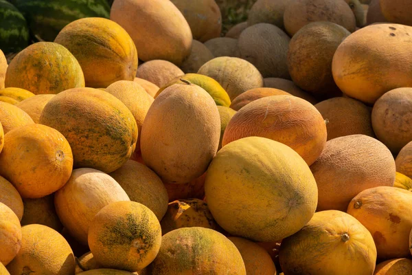 Reife Melonen Hintergrund Für Den Verkauf Von Früchten Haufen Mit — Stockfoto