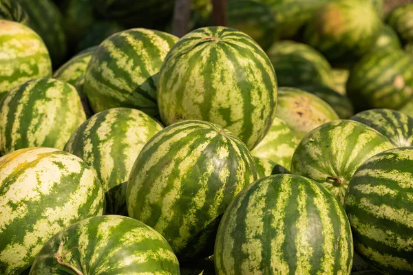 Haufen Wassermelonen Haufen Wassermelonen Auf Dem Bauernmarkt Saisonale Vitamine — Stockfoto