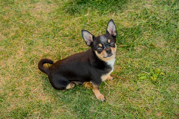 Cachorro Raça Pura Chihuahua Preto Bronzeado Grama Livre Olhando Foco — Fotografia de Stock