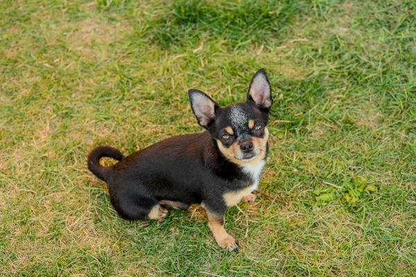 一只纯黑棕褐色的奇瓦瓦犬站在草地上 凝视着狗狗的脸 奇瓦瓦在草地上 去散散步吧 狗黑褐色和白色在草地上散步 — 图库照片