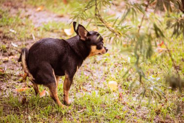Chihuahua çim tarlasında kaka yapıyor. Chihuahua kakası. Köpek kakası.