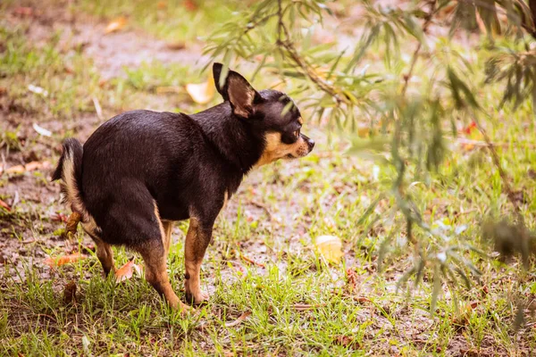 Chihuahua Çim Tarlasında Kaka Yapıyor Chihuahua Kakası Köpek Kakası — Stok fotoğraf