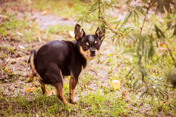 Chihuahua Robi Kupę Polu Trawy Chihuahua Robi Kupę Psia Kupa — Zdjęcie stockowe