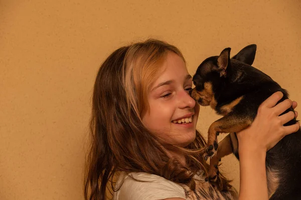 Adorável Menina Segurando Chihuahua Cachorro Menina Segurando Cães Chihuahua Seus — Fotografia de Stock