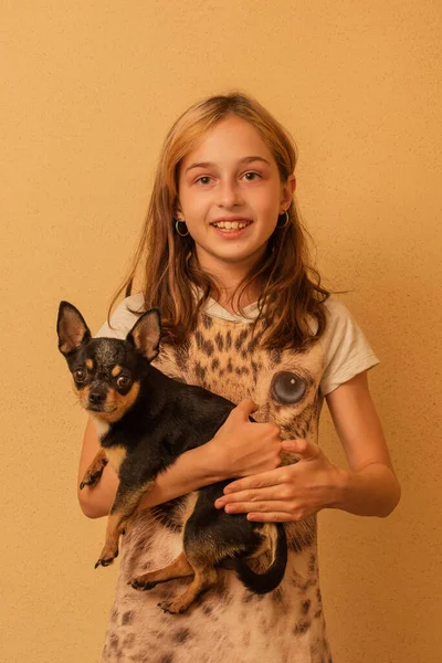 Adorabile Bambina Che Tiene Piedi Cucciolo Chihuahua Ragazza Che Tiene — Foto Stock