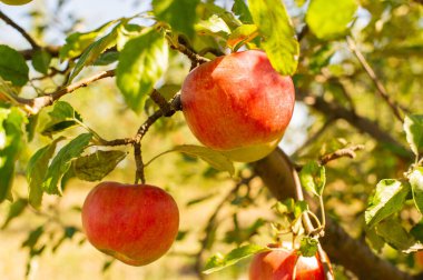 Ağaçta asılı duran olgun ve sulu kırmızı elmalar. Ağaçtaki kırmızı elmalar