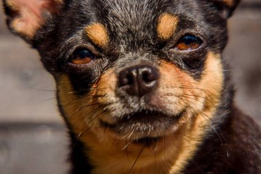 Köpek portresi. Ahşap arka planda Chihuahua köpeği. Bir Chihuahua portresi. Küçük bir köpek cinsi. Ahşap arka planda Chihuahua. Evcil, bakımlı, evcil, saf bir köpek.