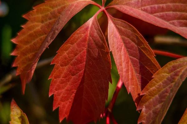 秋に野生のブドウはフェンスを植えました 秋に野生のワインドリング葉 秋の自然素材感 — ストック写真