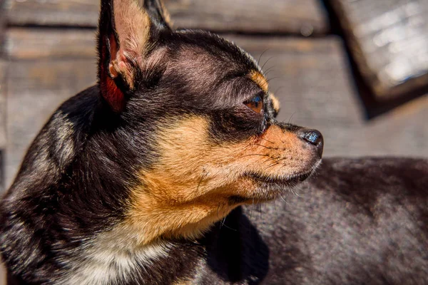 Hondenportret Chihuahua Hond Achtergrond Van Hout Portret Van Een Chihuahua — Stockfoto