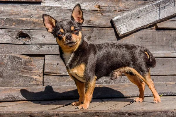 Ritratto Cane Cane Chihuahua Sullo Sfondo Legno Ritratto Chihuahua Piccola — Foto Stock