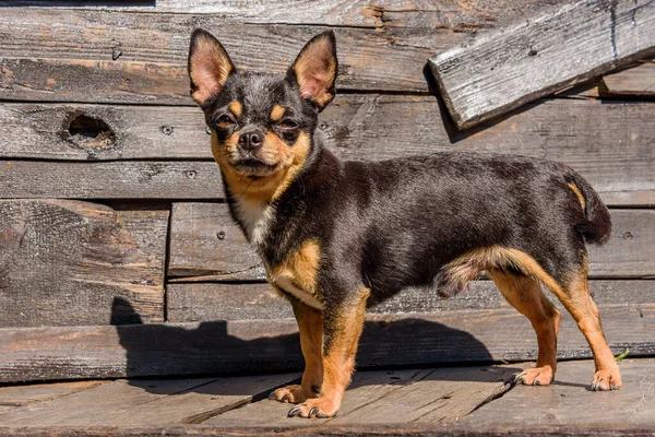 犬の肖像画 木材の背景にChihuahua犬 Chihuahuaの肖像画 犬の小さな品種 木製の背景にChihuahua ペット 手入れの行き届いた国産の純血犬 — ストック写真